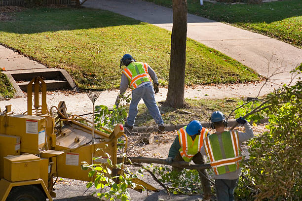 Reliable Tornillo, TX Tree Removal Solutions